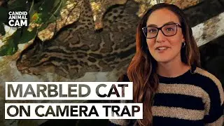 Meet the marbled cat, a 