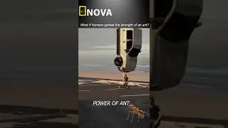 How Strong Are Ants Compared to Humans? 🐜💪#shorts