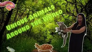 Unique Animals Around the World