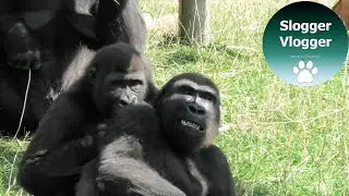 Gorilla Bros Lope And Shufai (including a baby Shufai clip)