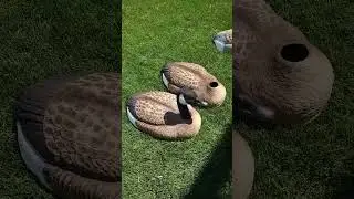Painting goose decoys