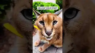 Hellcat !! Sound On #supercars #animal #wildcats #v8engine