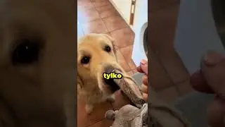 TEN PIES TESKNI ZA NIMI🐶❓