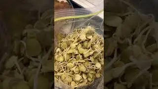 ORGANIC SPROUTED LENTILS STORAGE AND USE