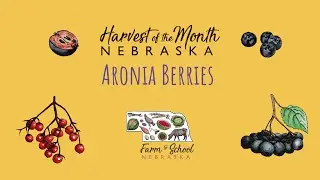 Harvest of the Month: Aronia Berries