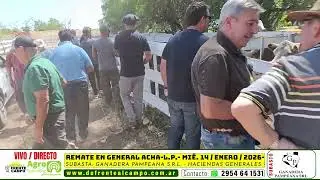 REMATE FERIA de GANADERA PAMPEANA S.R.L. - MI&Eacute;RCOLES 14 / ENERO / 2026 - GENERAL ACHA -L.P.-