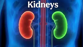 Why Do Kidney Problems Increase With Age | 100 Sleepy Facts About Kidneys