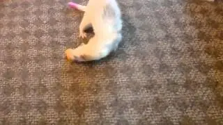 The odd things ferrets will steal