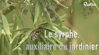 Le syrphe