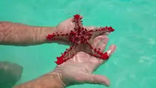 Nungwi - Zanzibar - stella marina