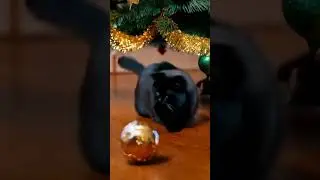 😸Cute & Funny Cats🐾AI Kittens Therapy😻🎅Christmas Edition🎄✨Awwimals 140 #cat#kitten#cute#fun#animal
