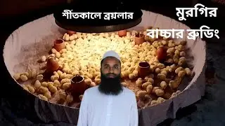 শীতকালে ব্রয়লার মুরগির বাচ্চার ব্রুডিং#শীতকালে-ব্রয়লার-মুরগির-বাচ্চার-ব্রুডিং#ronyagro