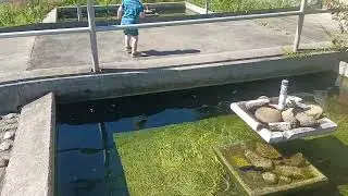 Visiting Pequest Trout Hatchery in Warren County NJ