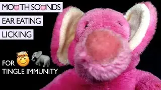 ASMR Ear Eating, Lens Licking and Ear Licking by an Elephant [Mouth Sounds, No Talking, #Kawaii]