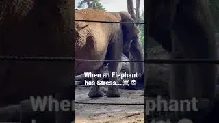 When an Elephant has Stress and wants to get Rid of the Stress... XD