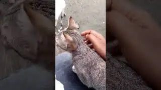 menu cat and goat👻👻