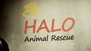 Спасение животных Halo