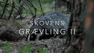 Skovens Gr&aelig;vling II   4 K