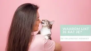 WAAROM LIKT JE KAT JOU ? - De gelukkige huiskat | Kattengedrag