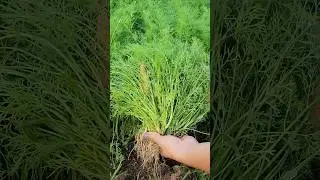 ผักชีลาว💚💚 #บ้านของชิวชิวแตงกวาและเอตั้น #garden #gardening #farming