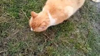 El gato campagnolo