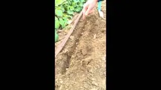 Direct Seeding