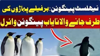 Nihilist penguin viral video| solo penguin walks for 70km| depression in animals| animal lovers 