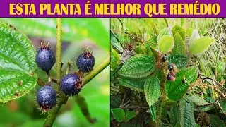 VOC&Ecirc; PRECISA CONHECER A PIXIRICA UMA PLANTA INCR&Iacute;VEL !