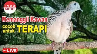 Perkutut Lokal Alam Gacor KHUNG BESAR - irama berKelas bikin ribut