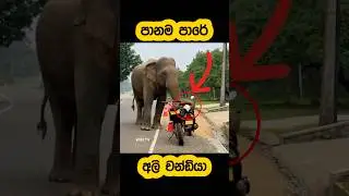 Wild elephant attacks a bike🫣🐘#shorts #shortvideo #elephant #attack #tiktok #trending #youtube #1m