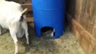 KEEPING GOAT BABIES WARM