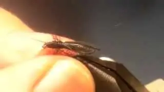 FlySpoke Tying The Little Black Caddis Trout Dry Fly