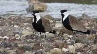 Spur-winged Lapwing or Spur-winged Plover (Vanellus spinosus) - Cyprus