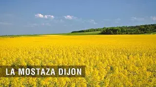 La Mostaza Dijon - TvAgro por Juan Gonzalo Angel Restrepo