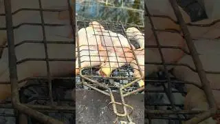 Solo Life in a Field: Cooking Like It's 1800