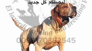 Whoa training  train your dog to point تعليم كلب الصيد على الثبات #dogtraining #dog #pointerdog #gsp