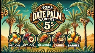 5 Best Date Palm Varieties You Must Know!