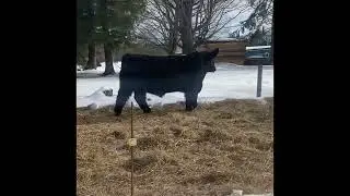 Tag 301.  2025 bull sale
