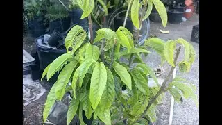 Aug12,2023 trying to find out why red custard apple leaves are showing black/brown/yellow spot Part1