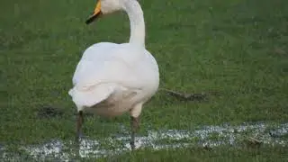 Wilde zwaan, Whooper Swan, Cygnus cygnus - eenden