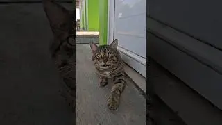 🐱 hermoso, suscribete y comparte 👉 #gato #humor #shorts #youtube #youtubeshorts #video #videos #like