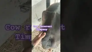 #cow recarent timpany #shortsviral #shortsfeed #shorts #subscribe #shortvideo #ytshorts #shorts