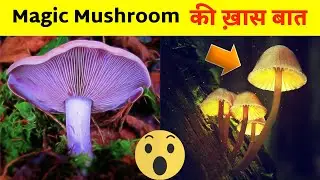 आखिर Magic Mushroom में क्या है ख़ास?😱| Amazing facts | Facts in hindi #shorts
