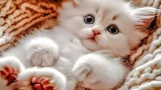 TINY TALKING Kitten 😻 HEART MELTING Cute Moments You&rsquo;ll LOVE 🐾🥹