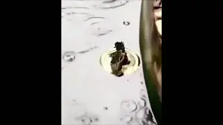 Ora Ora Ora!