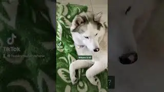Luna Husky 😂👉Next Funny Episode 🐕Реакция на слово Вкусняшка