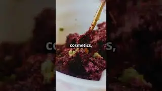 Bug Feast or Food Coloring