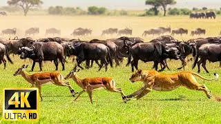 4K African Animals: The Unique Beauty of Makgadikgadi Pans National Park With Real Sounds & Music