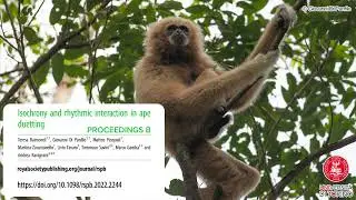 Isochrony and rhythmic interaction in gibbons