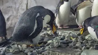 Happy Penguin Rock Day 2019!